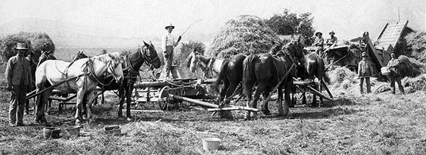 Sweep Thershing on the Plantation